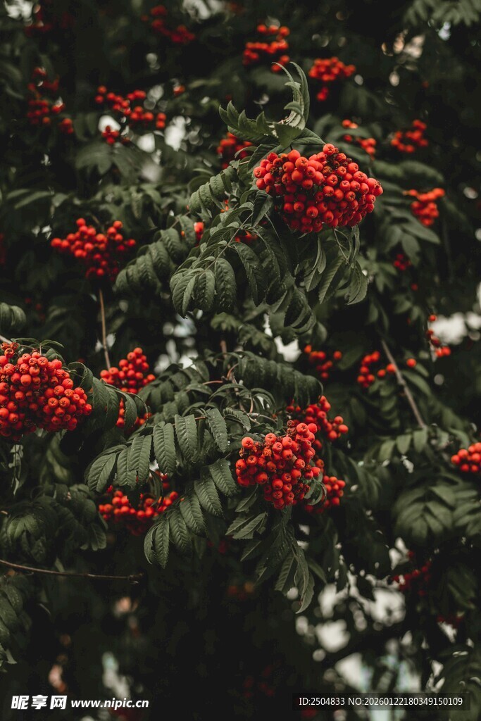 红果绿叶的绚烂植物景观