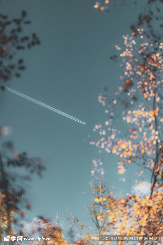 秋日树梢间的飞机尾迹