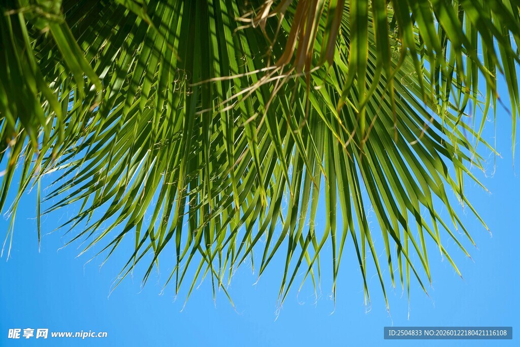 蓝天映衬下的翠绿棕榈叶