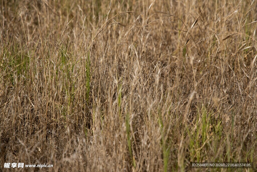 枯黄野草景观