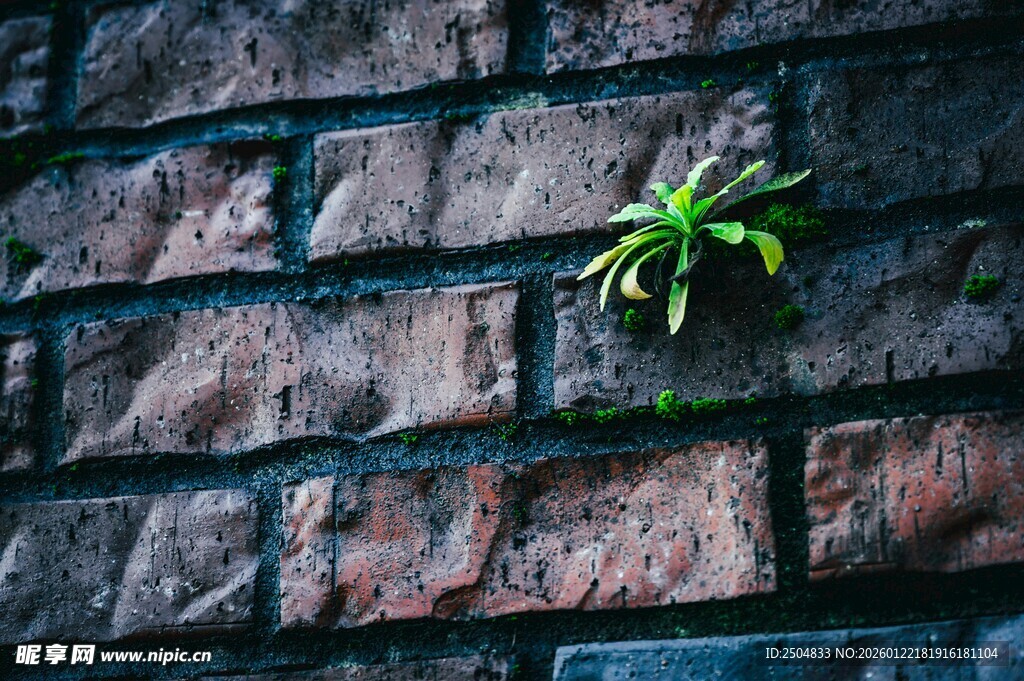 砖缝中生长的顽强小绿植