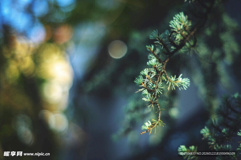 翠绿枝叶间的清新景致