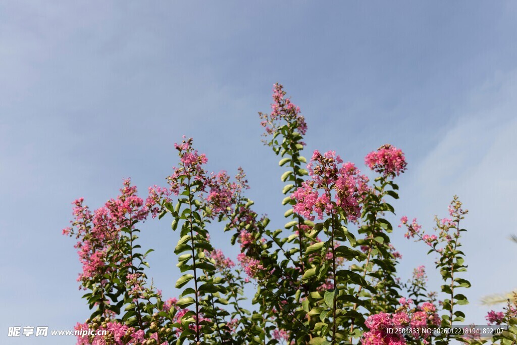 蓝天映衬下的艳丽花枝