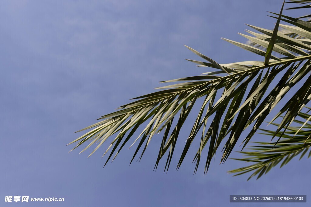 蓝天映衬下的棕榈树枝