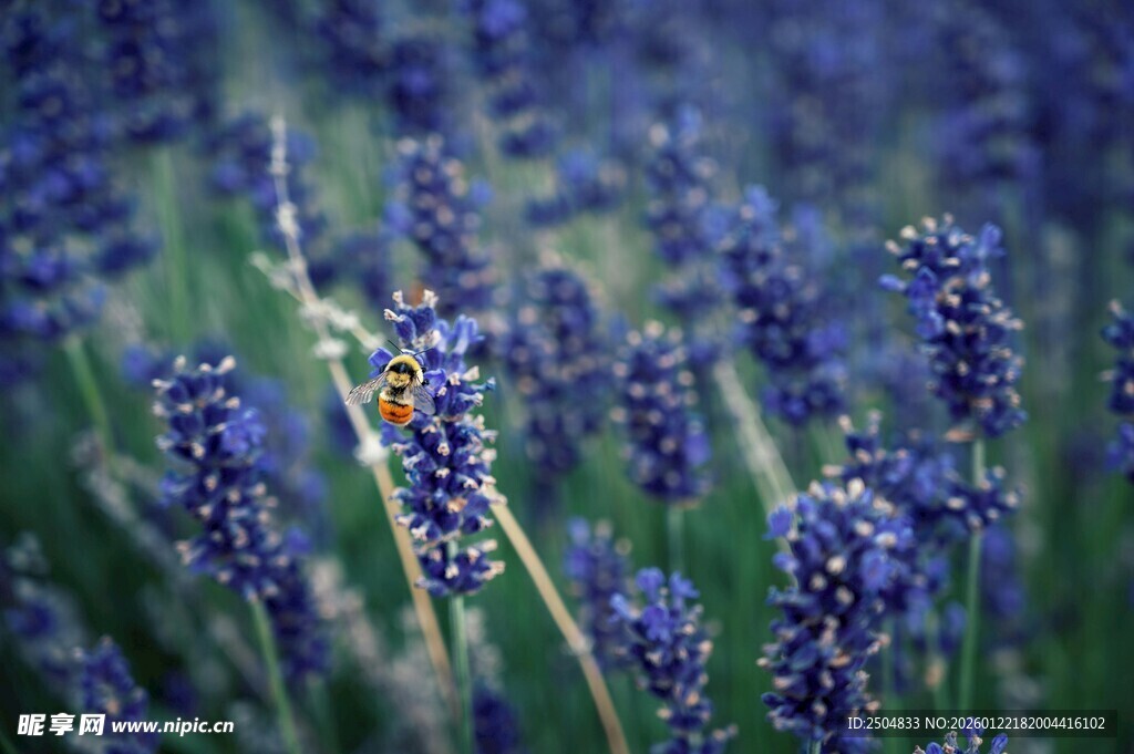 薰衣草花丛中的多彩蝴蝶