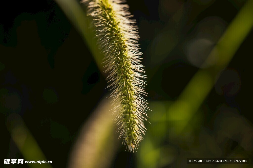 狗尾巴草特写