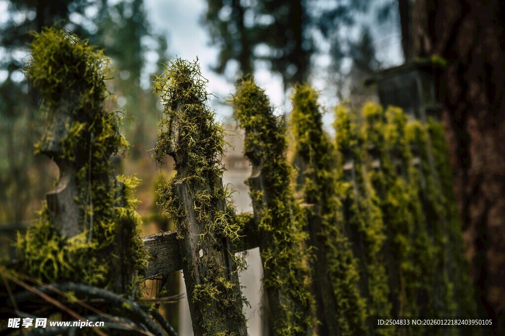 森林中茂盛的苔藓植物