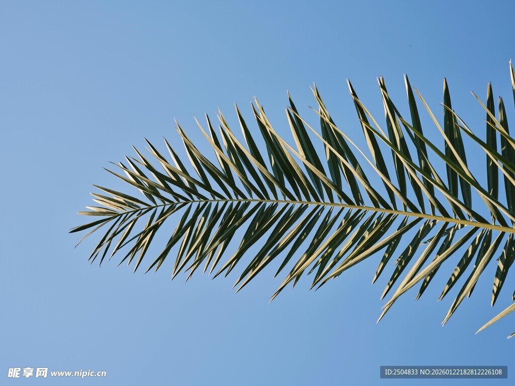 蓝天映衬下的松针特写