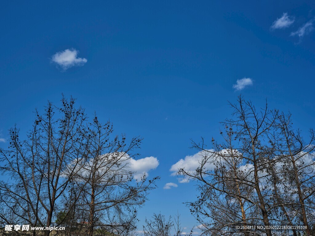 蓝天枯树间的白云景致