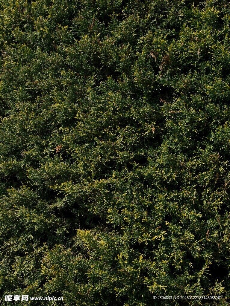 茂密绿植俯瞰景象