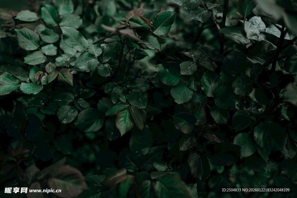 茂密绿叶植物近景