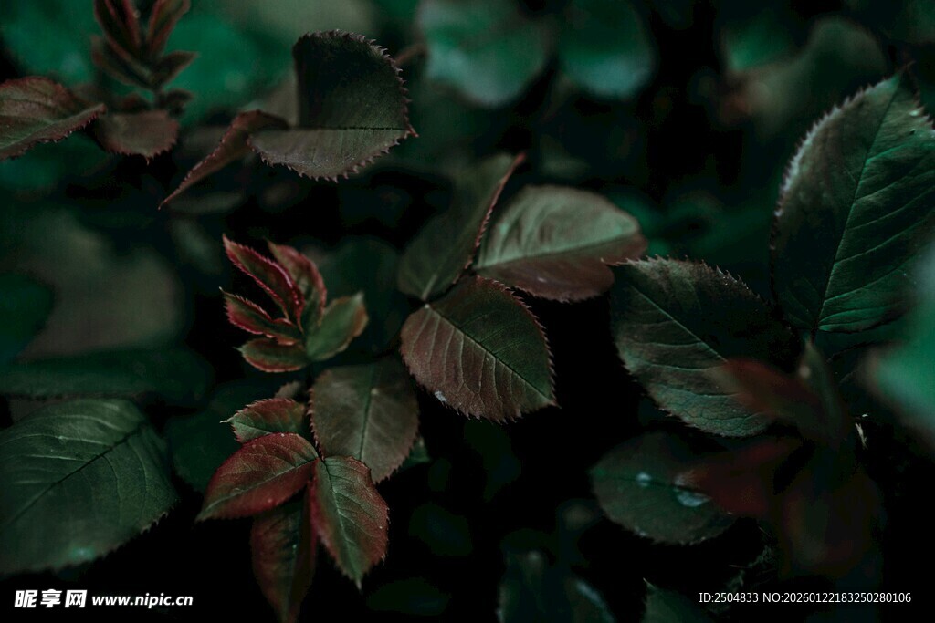 深绿与红相间的植物叶片