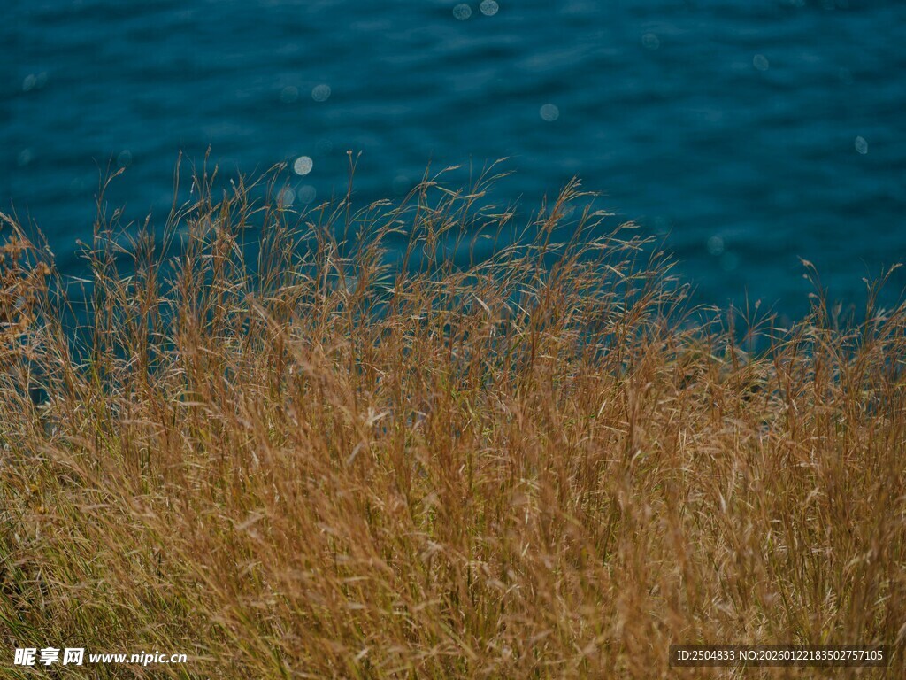 海边枯黄野草与蓝色海水