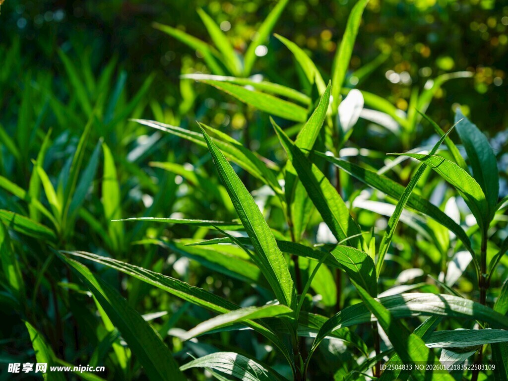 阳光下的翠绿植物