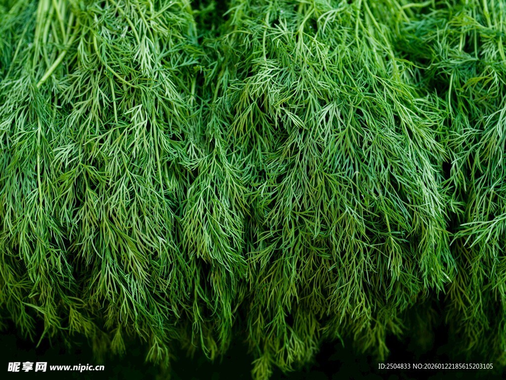 翠绿繁茂的枝叶景观