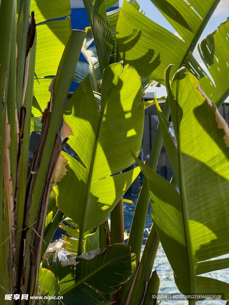 翠绿芭蕉叶景观
