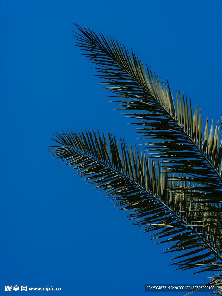 蓝天映衬下的棕榈树枝