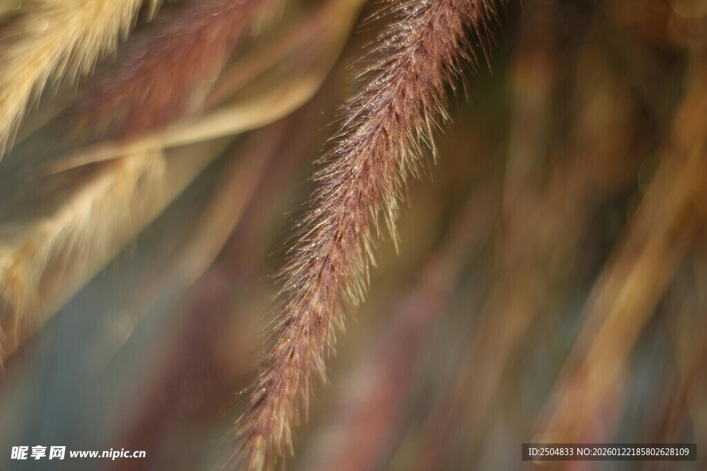 狗尾巴草特写