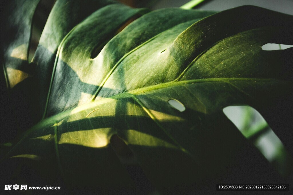 光影下的翠绿叶片