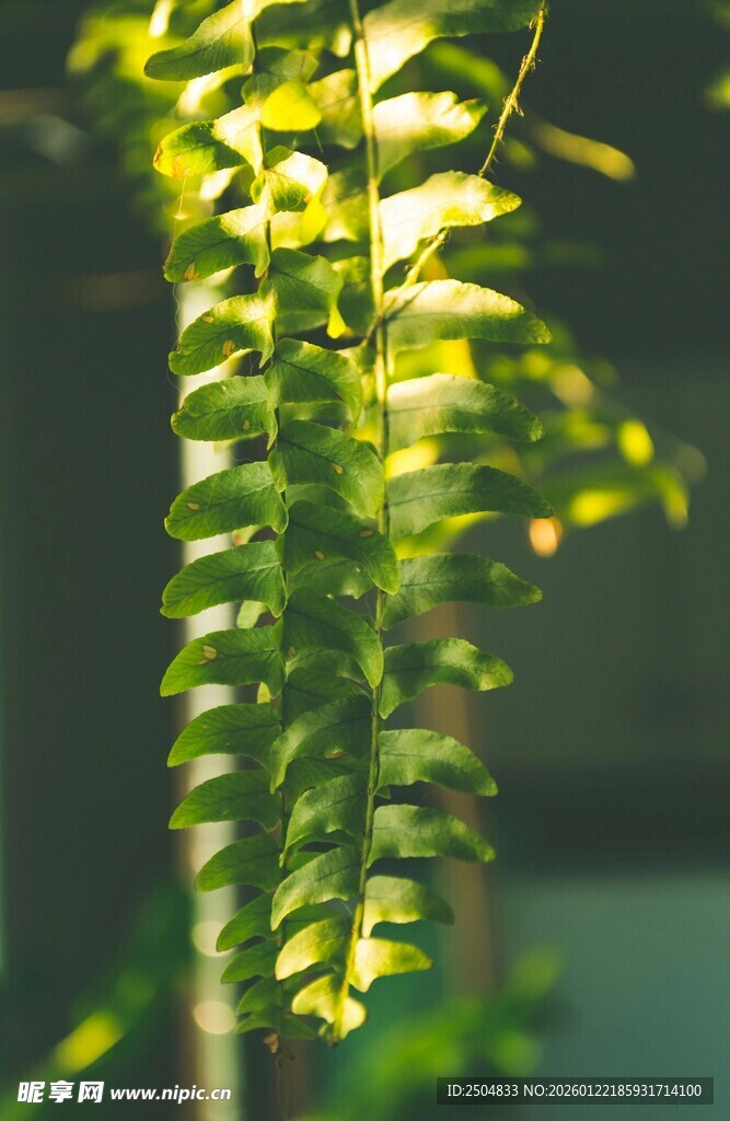垂落的翠绿藤蔓植物