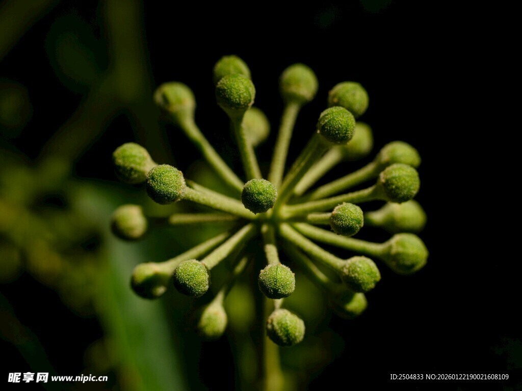绿色球状花苞特写
