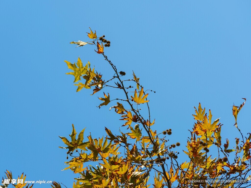 蓝天映衬下的金黄树枝
