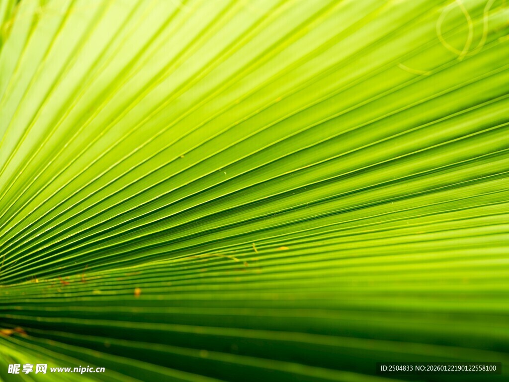 翠绿扇形叶片特写