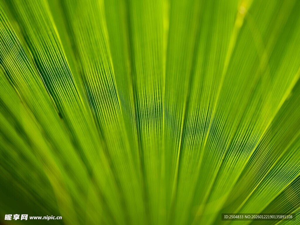 翠绿扇形叶片特写