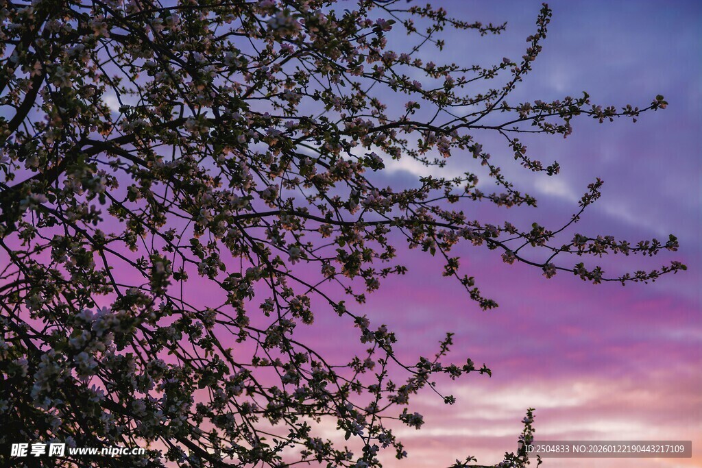 夕阳下繁花满枝的树