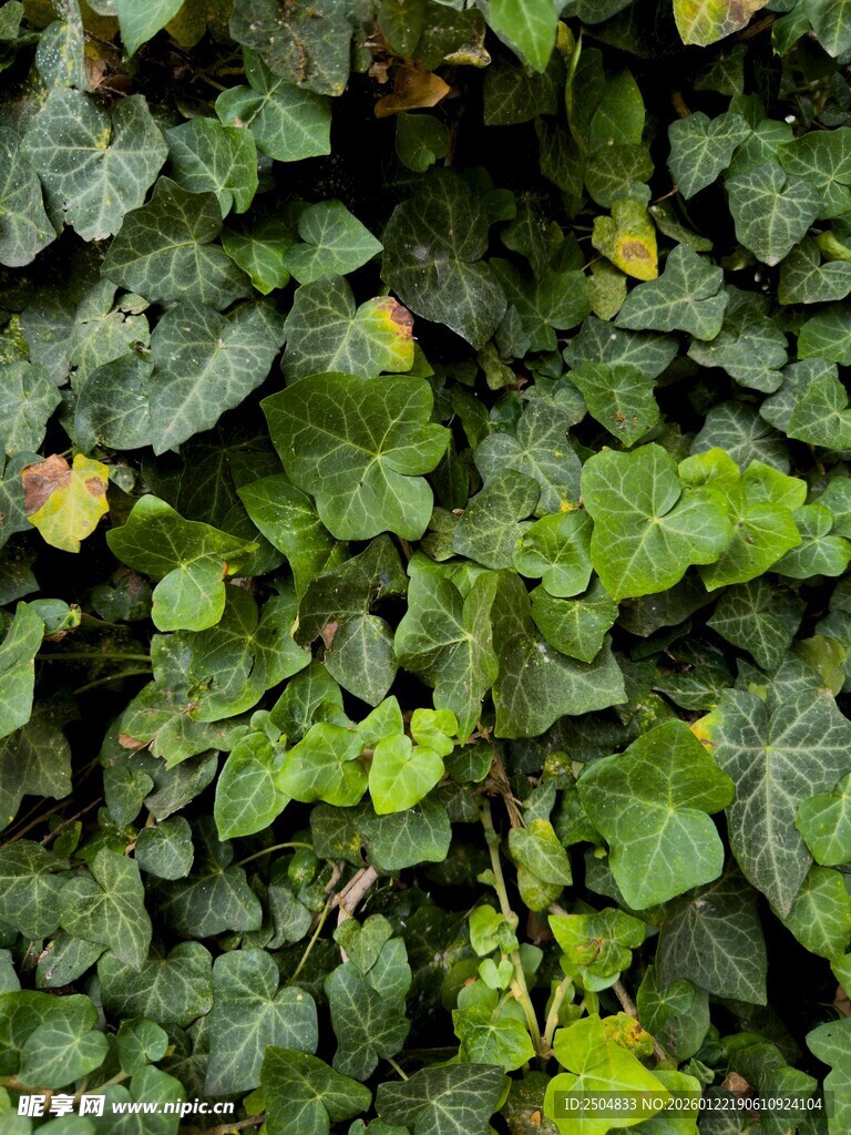 翠绿常春藤叶片特写