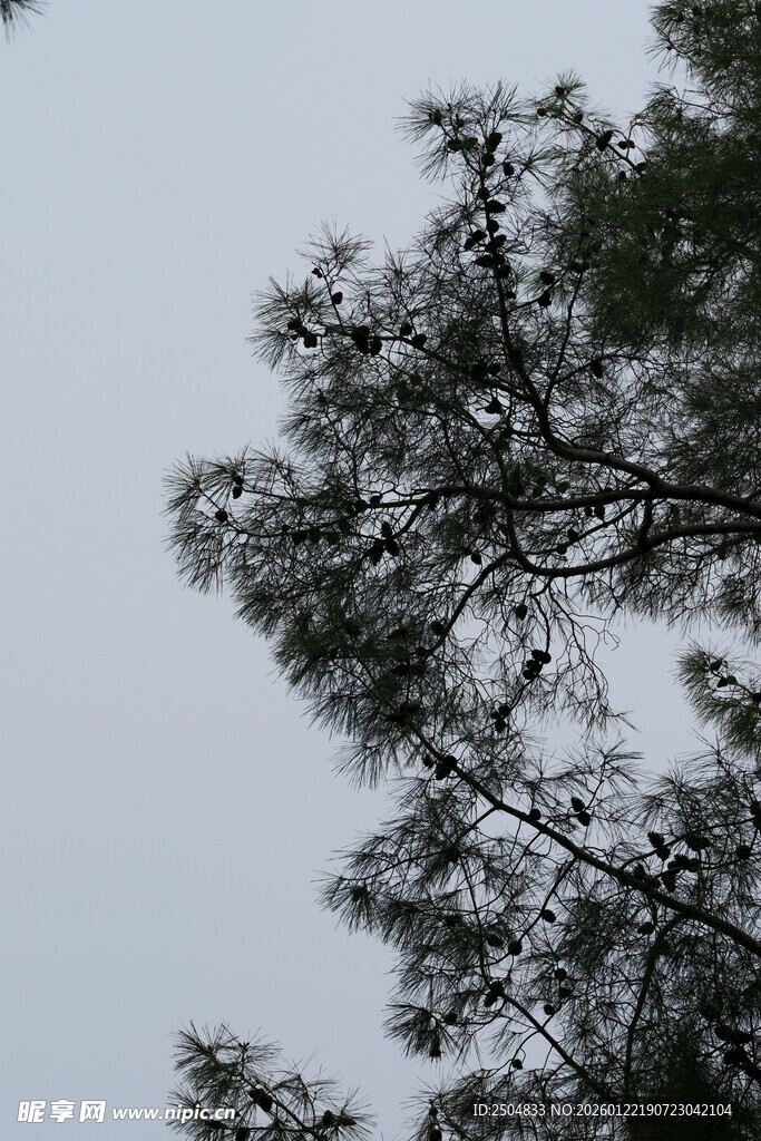 仰视视角下的繁茂树枝