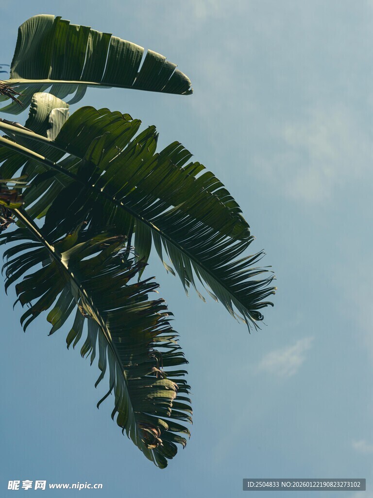 蓝天映衬下的宽大芭蕉叶