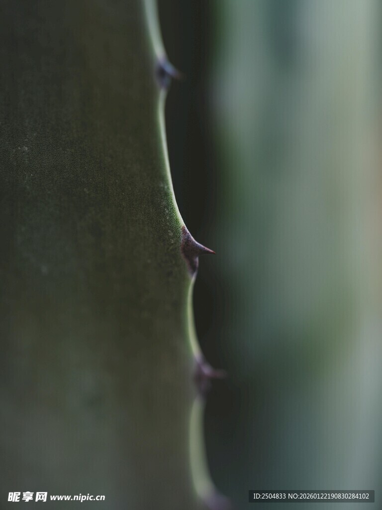 带刺的绿色仙人掌边缘