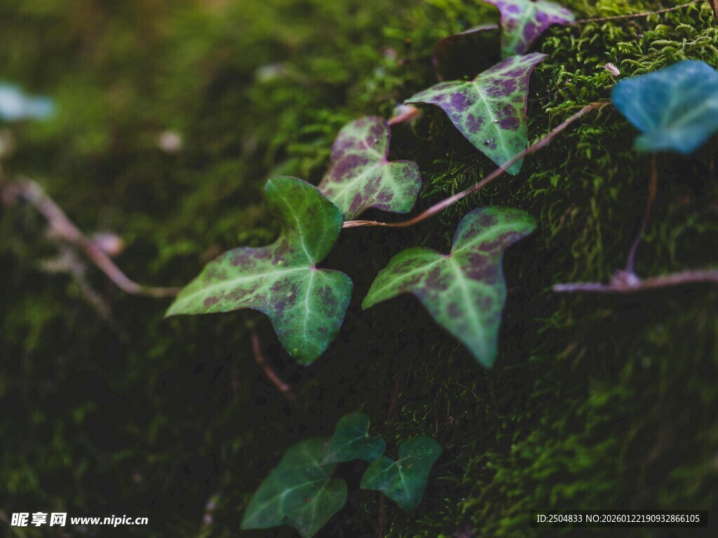 常春藤攀附于青苔岩石上