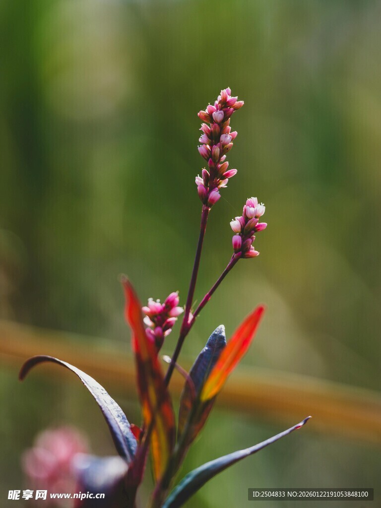 多彩羽鸟栖于花枝间