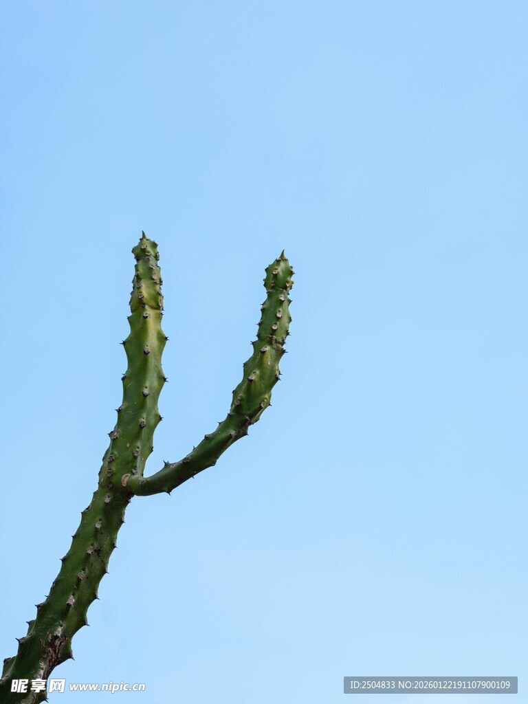 蓝天背景下的仙人掌枝干