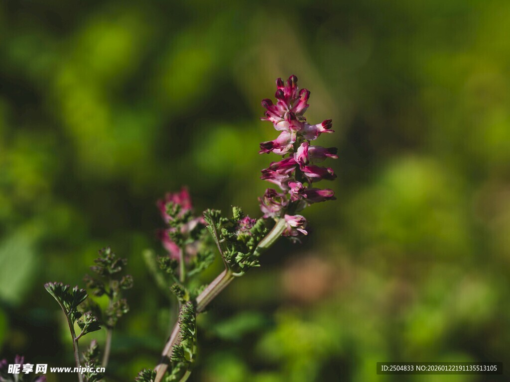 野外绽放的娇艳紫色小花