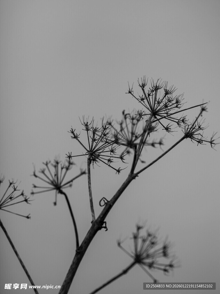 黑白枯枝花枝特写