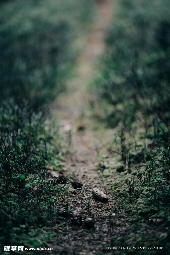 林间小径 开启自然之旅