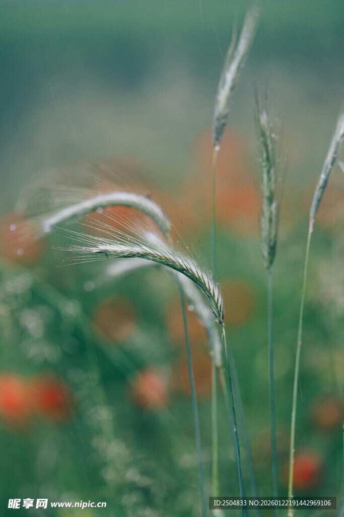 风中摇曳的野草与红花