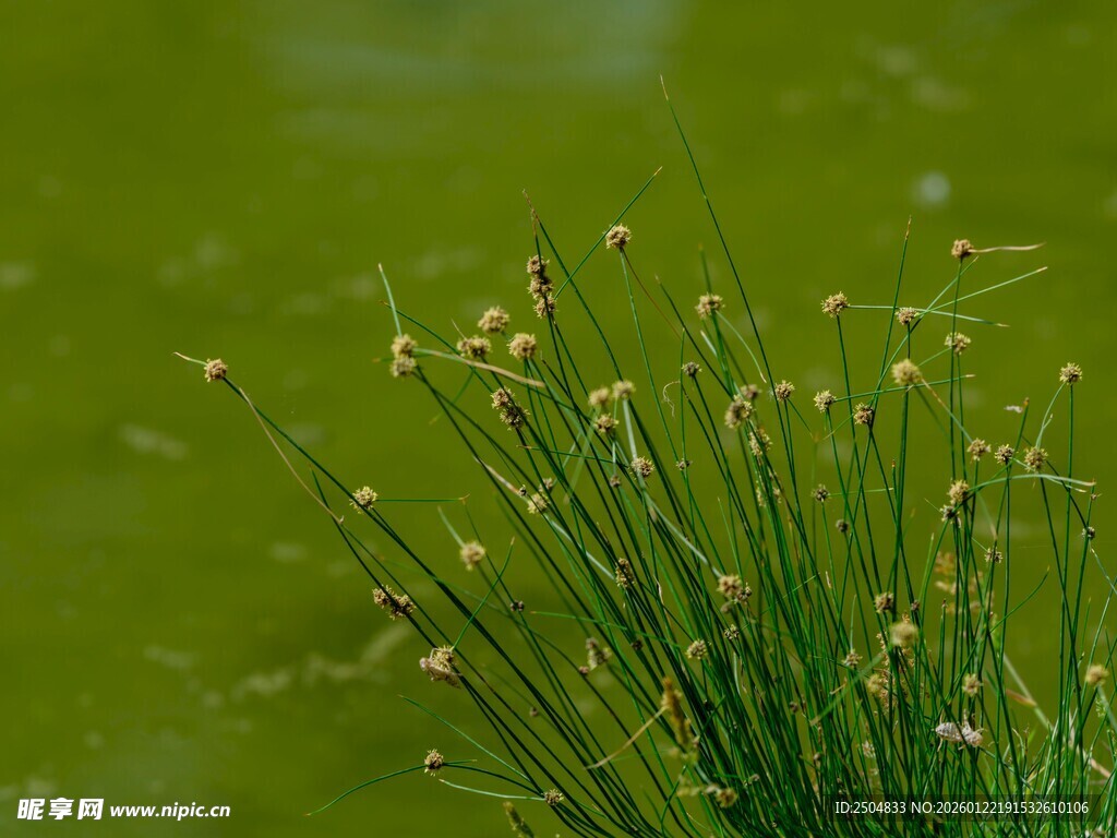 嫩绿草丛特写