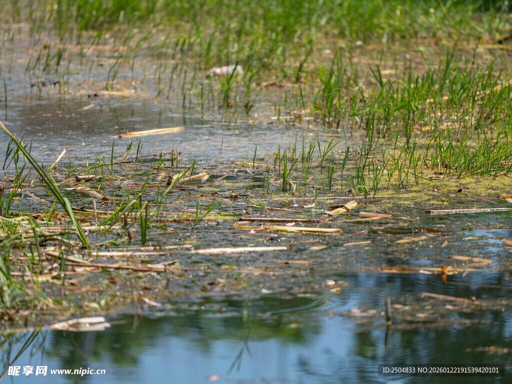 湿地水域中的植被景观
