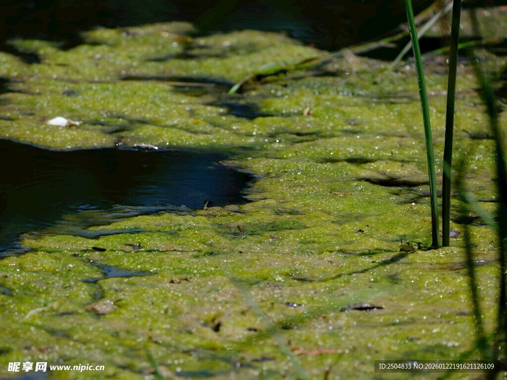 水面漂浮的绿色藻类植物