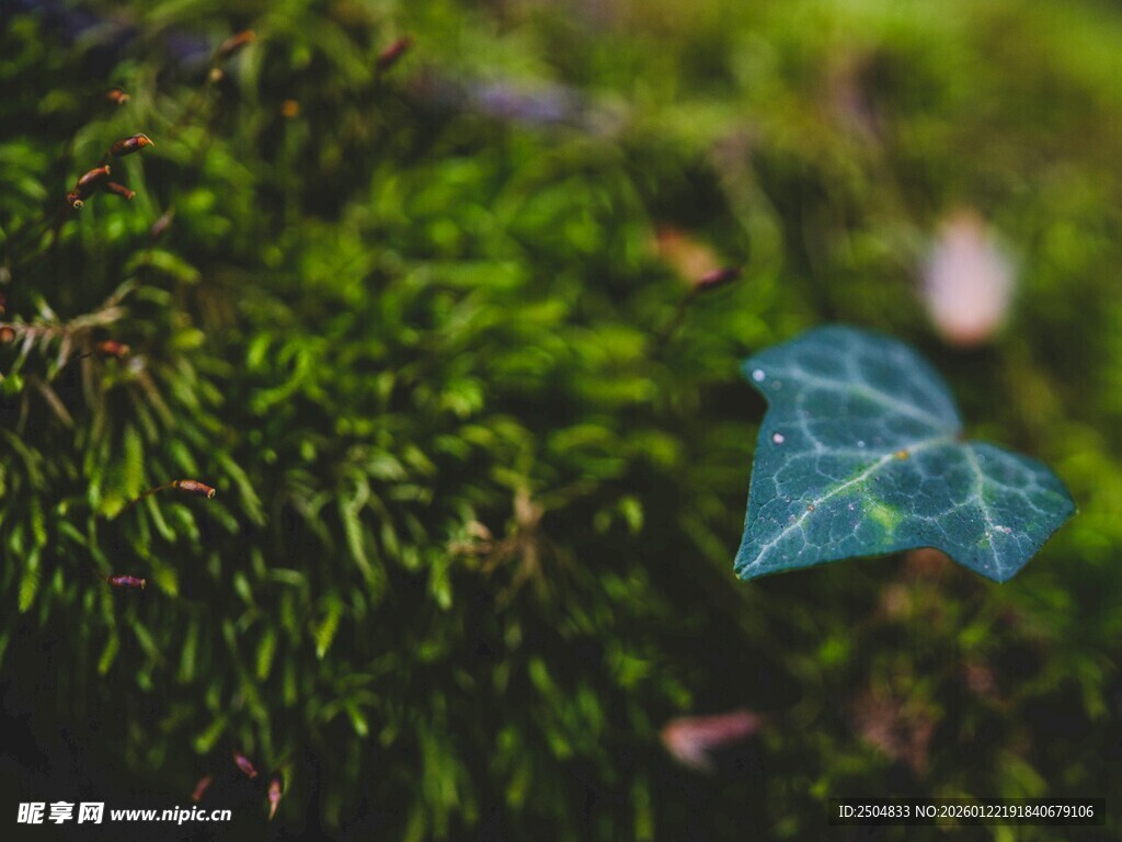 绿叶丛中的蓝色叶片