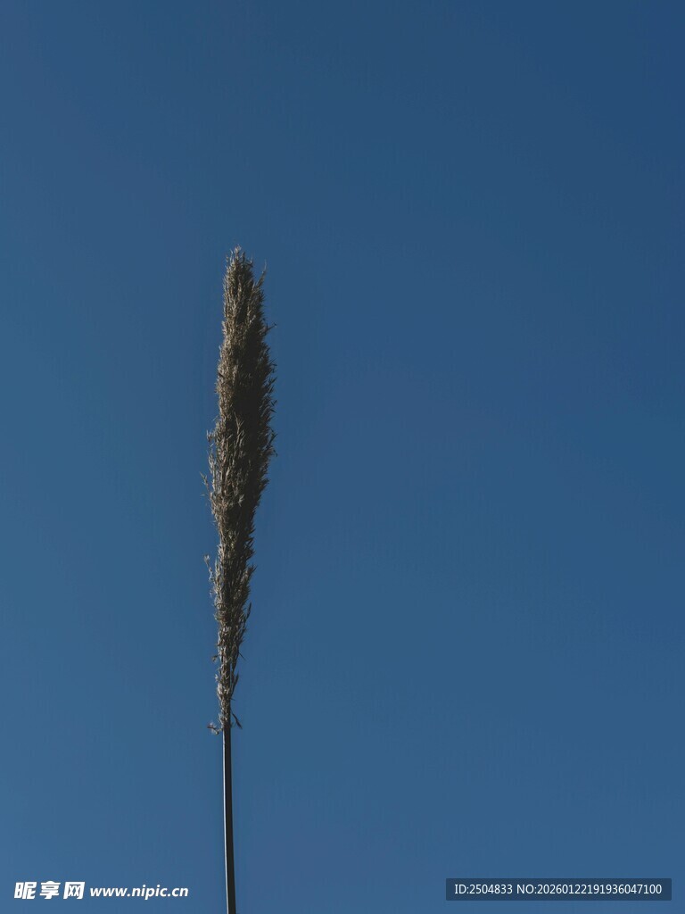 蓝天之下的单株草穗