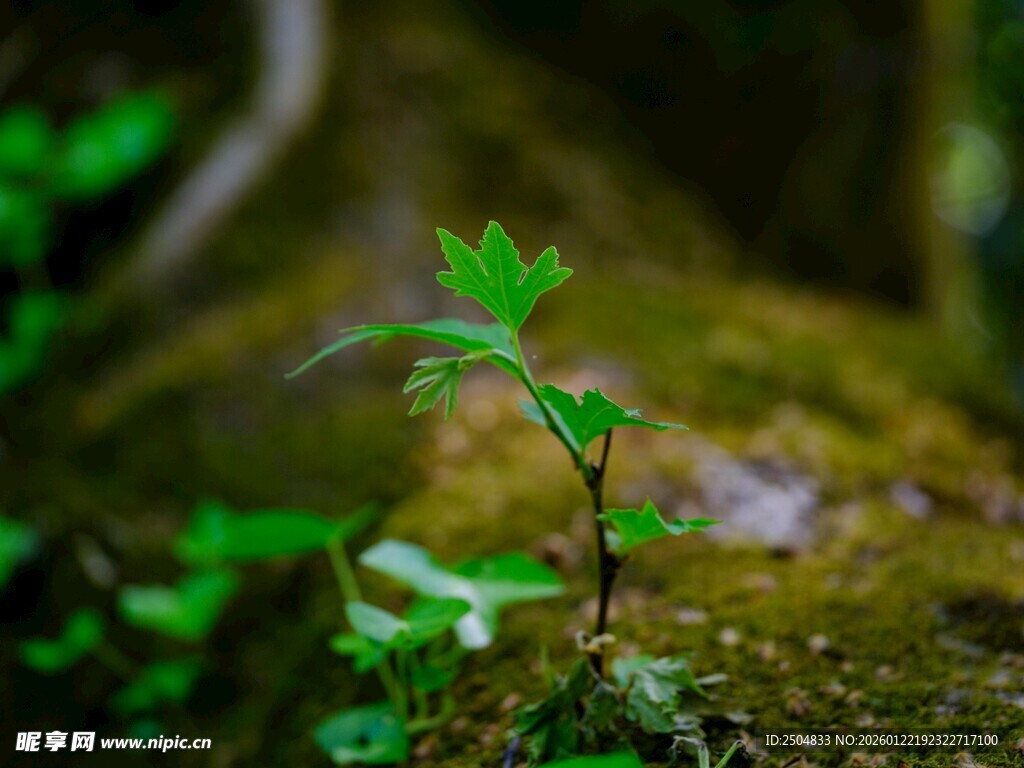 石缝中新生的嫩绿小植株