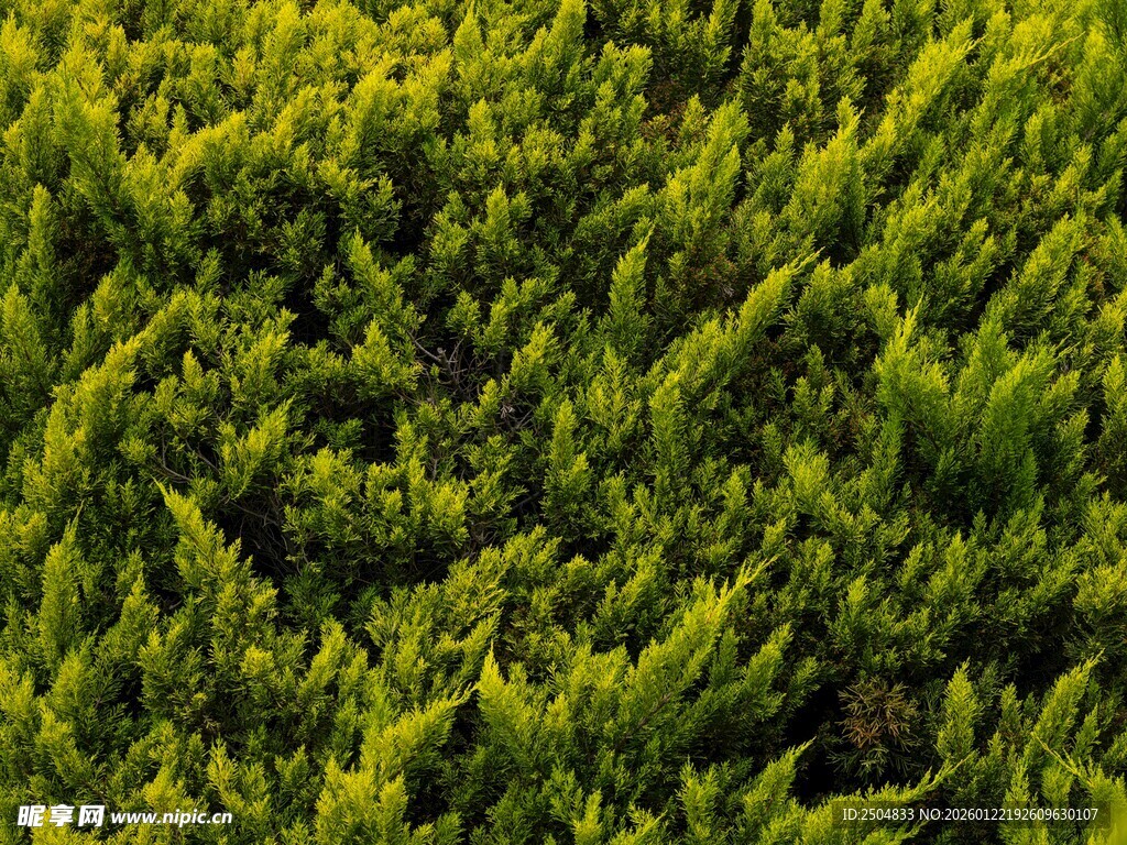 翠绿茂密的植物景观