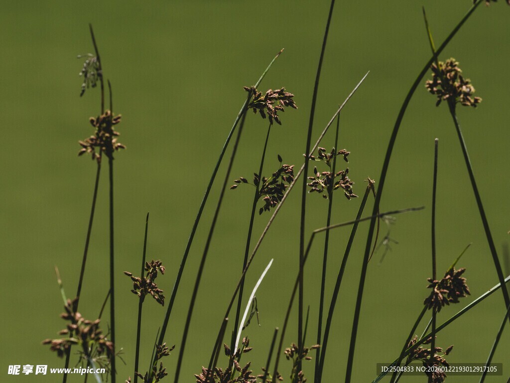 水边挺立的细长植物