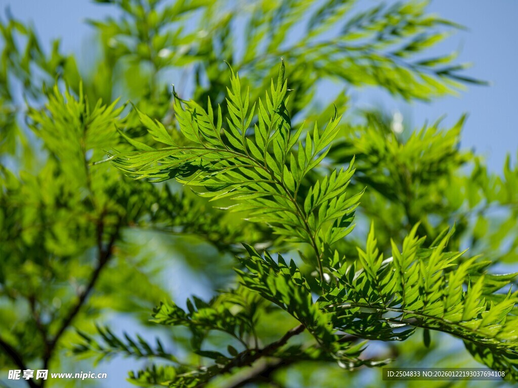 嫩绿枝叶展现盎然生机