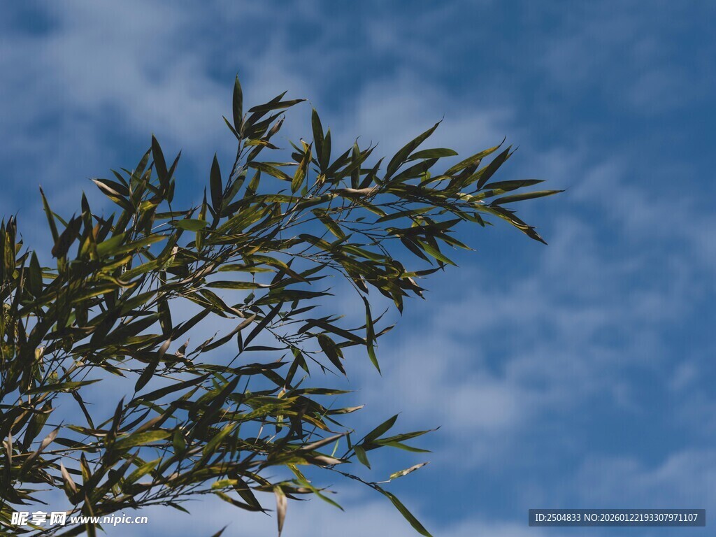 蓝天映衬下的翠绿枝叶